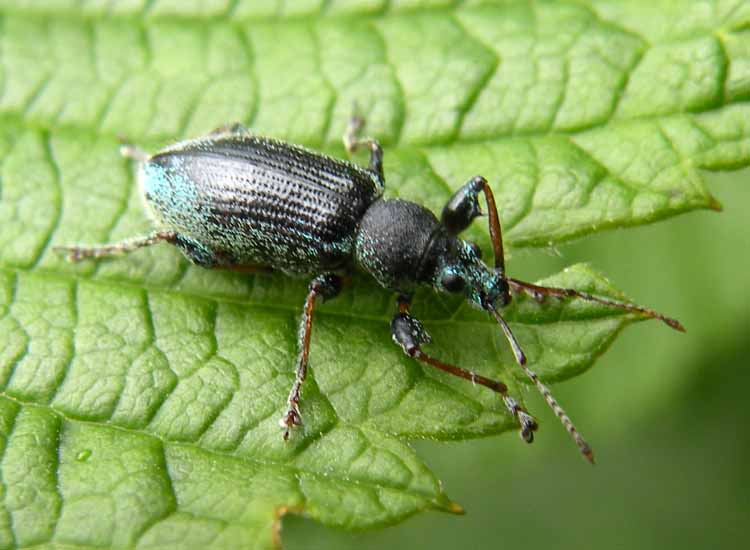 Curculionidae dal Trentino: Phyllobius sp.